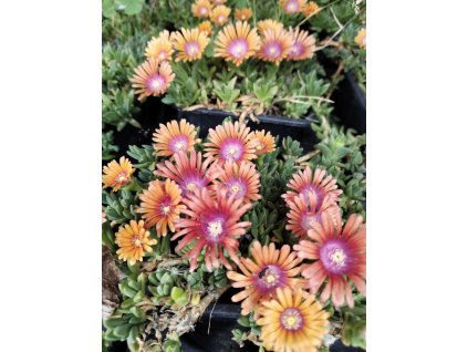 Delosperma FIRE SPINNER