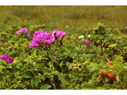 dog rose 4377421 1280