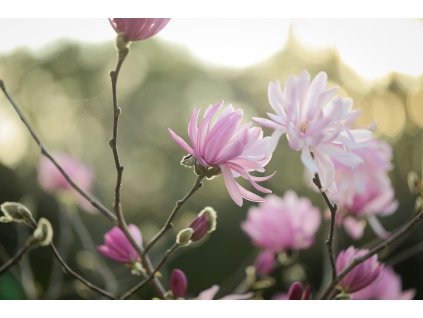 dewdrop157 flowers 7772915 1280