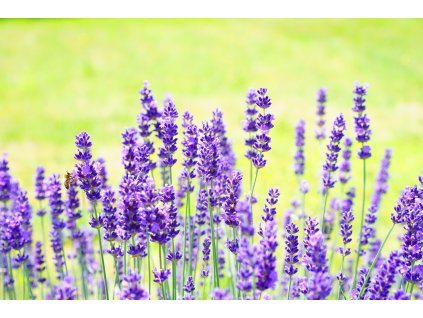 lavender 2117431 1280