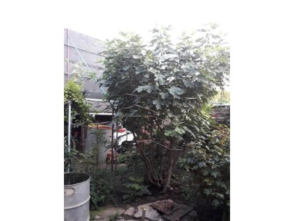 Fíkovník smokvoň 'Madeleine des 2 Saisons'