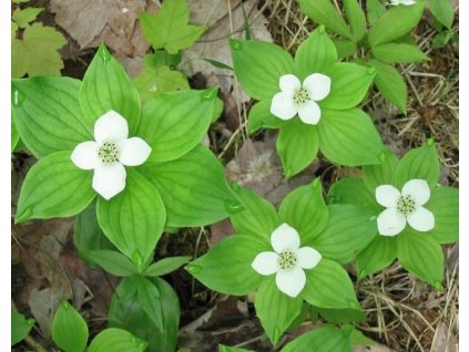 Dřín kanadský (svída kanadská) - dvouleté v K0,5