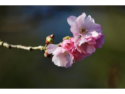 spring cherry 4827755 1280