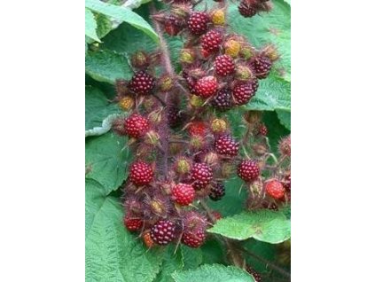 Ostružina vinná (japonská) - K0,5