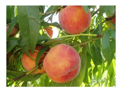 Broskvoň REDHAVEN - St. Jul.