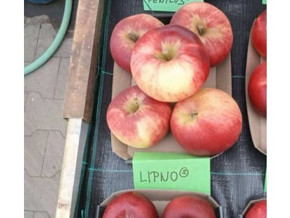 Jabloň LIPNO® - M26