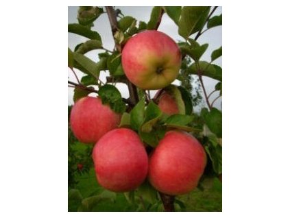 Jabloň BARBY® - M26