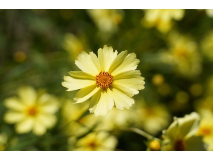 tickseed 6386913 1280