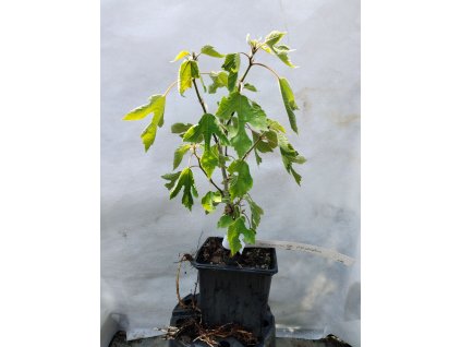 Papírovník čínský 80-100 cm