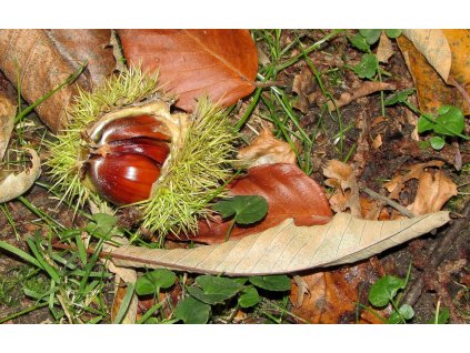 Castanea sativa ‘Marsol’