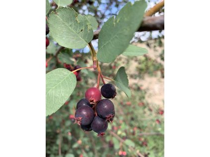 tellyourstoryproductions wild 5363658 1280