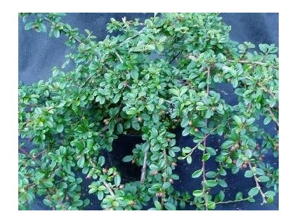 Skalník dammerův SKOGHOLM