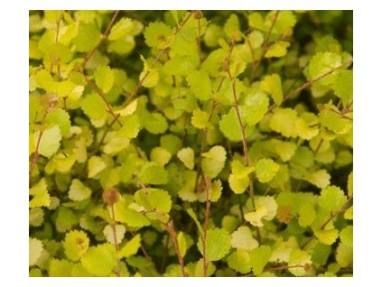 Bříza bílá ´Laciniata´ - 100-125cm, K3