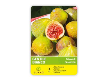 Fíkovník smokvoň GENTILE BIANCO