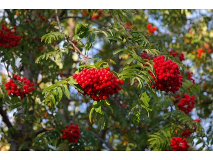 Sorbus aucuparia ‘Moravica’