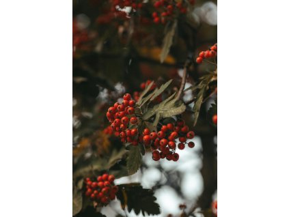 Sorbus aucuparia (jeřáb ptačí)
