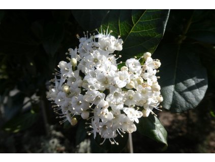 Viburnum tinus