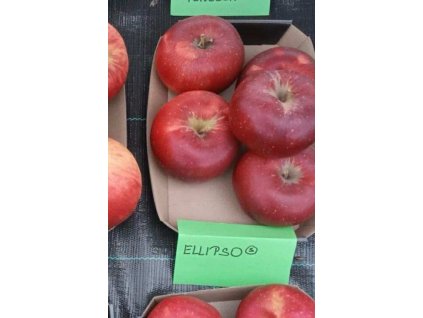 Jabloň ELLIPSO® - M25