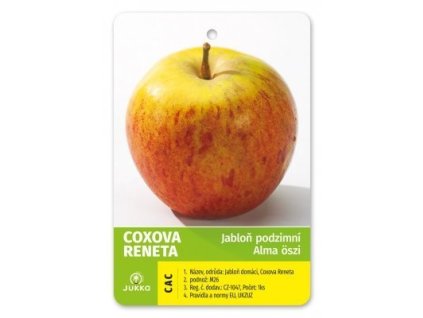 Jabloň COXOVA RENETA, OK 10-12, Arbotaška