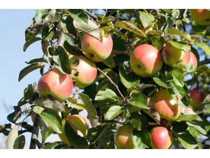 Jabloň ČISTECKÉ - OK 10-12cm, Arbotaška