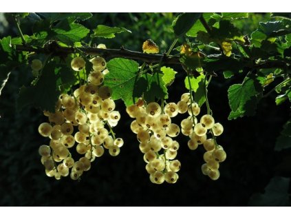 Rybíz bílý VERSAILLESKÝ BÍLÝ - keř K2