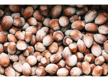 Corylus avellana WEBBOVA