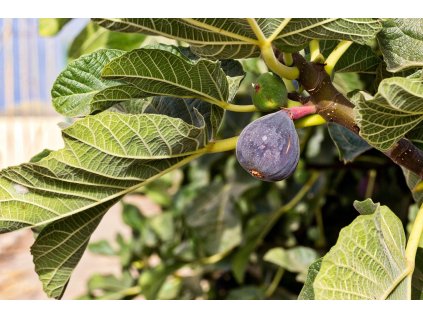 Fíkovník smokvoň VIOLET DE MALATRAIT