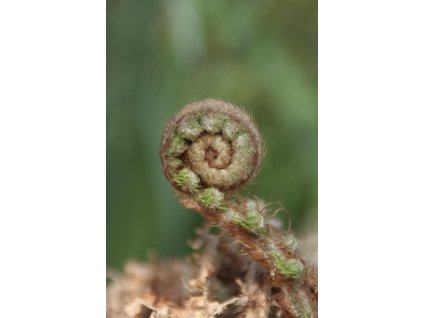 polystichum setiferum 986383 1280