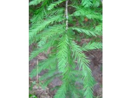 Tisovec dvouřadý, QP