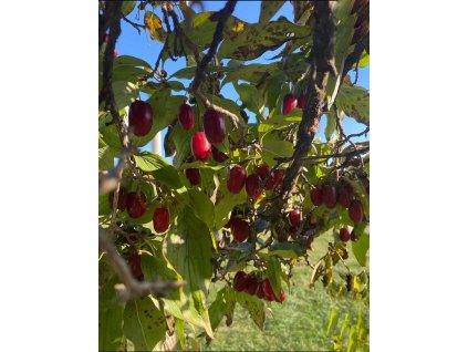 Dřín JOLICO - velkoplodý - 30-40 cm, K2