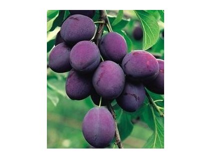 Slivoň PRESIDENT - OK 10-12, Arbotaška