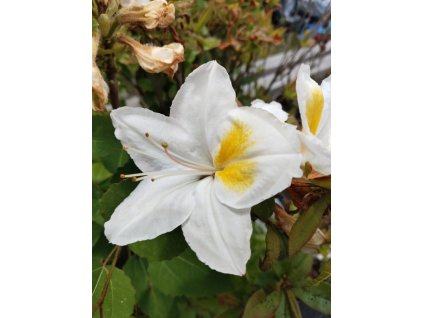 Azalka KH ´Persil´