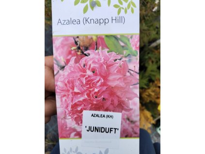 Azalka KH ´JUNIDUFT´