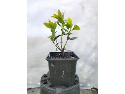 Planika obecná COBRA