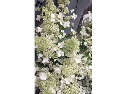 615246955 1829708987685603 812877007084308961 n