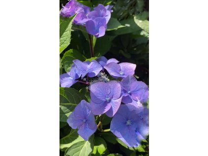 Hortenzie pilovitá BLUEBIRD -2 leté