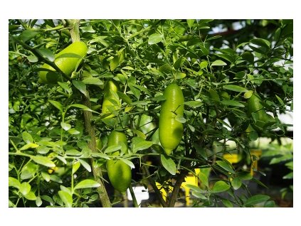 faustrime 20131002 1551277658