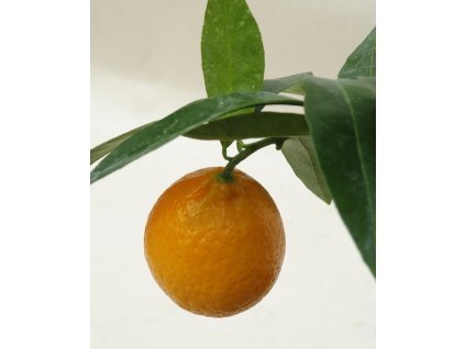 fairchild 2 20121213 1294436603