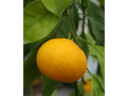 carvalhais 20150121 1672748767