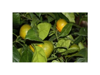 kartuli 20161213 1670613238