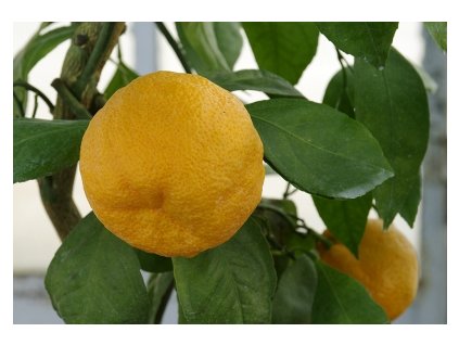 kavano 20140114 1712087495