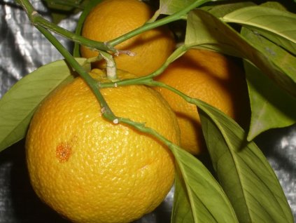 sikeri 20170106 1809374142