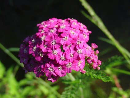 yarrow 2415090 1280