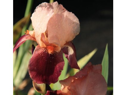 Kosatec ‘Cimarron Strip‘