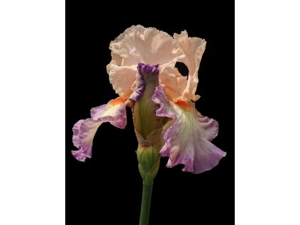 german sword lily 6929252 1280