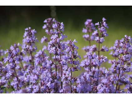 flowers 7232964 1280