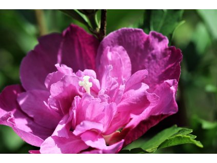 hibiscus 6552361 1280