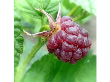 raspberry 2496737 1280