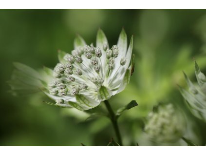 sternolde 7277650 1280