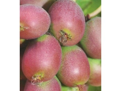 Kiwi - Aktinidie význačná CHANG BAI GIANT - samice